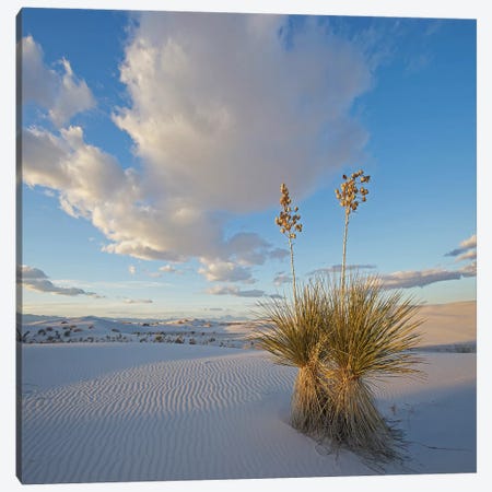 Agave, White Sands , New Mexico Canvas Print #TFI1250} by Tim Fitzharris Canvas Wall Art