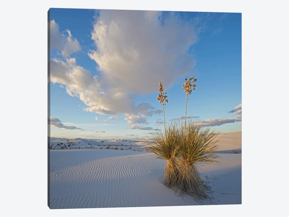Agave, White Sands , New Mexico 1-piece Canvas Art Print