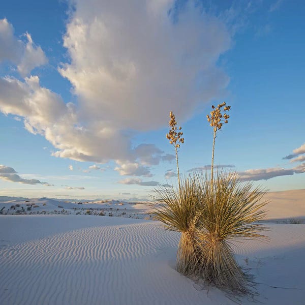 New Mexico: Agave, White Sands , New Mexico by Tim Fitzharris