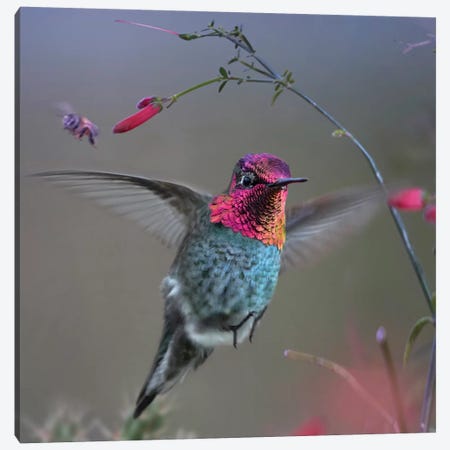 Anna's Hummingbird, Arizona Canvas Print #TFI1253} by Tim Fitzharris Canvas Wall Art