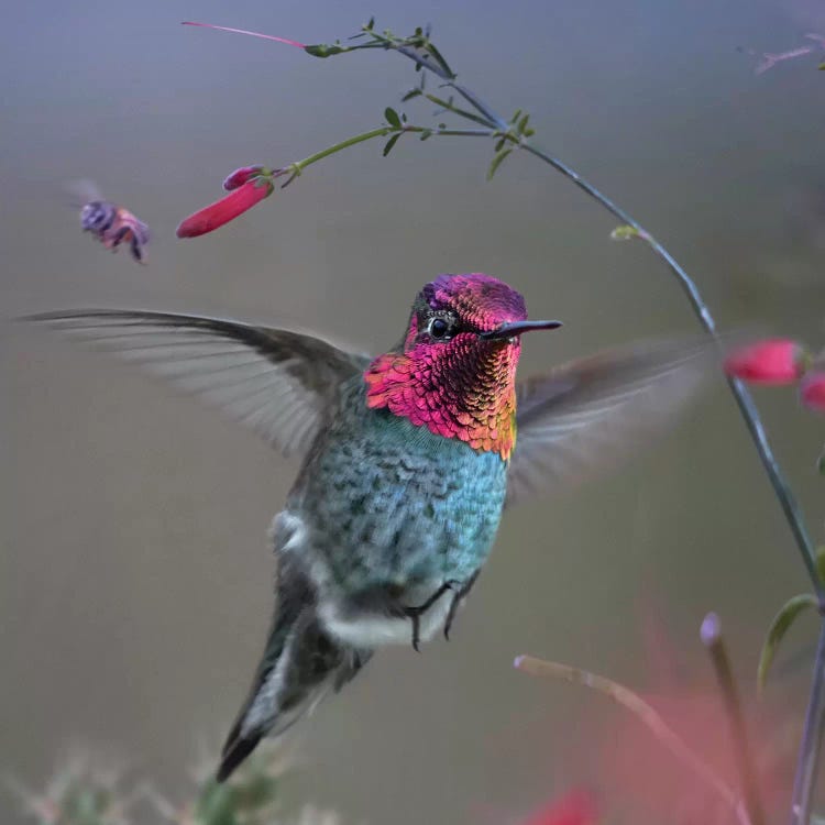 Anna's Hummingbird, Arizona