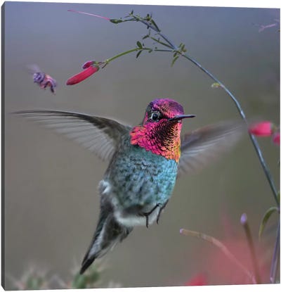 Anna's Hummingbird, Arizona Canvas Art Print - The Art of the Feather