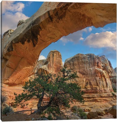 Arch, Hickman Bridge, Capitol Reef National Park, Utah Canvas Art Print - Desert Landscape Photography