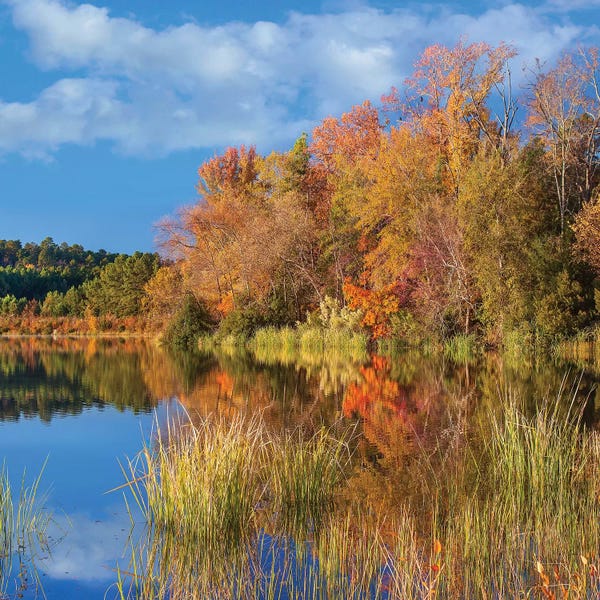 Canvas Print: Autumn Along Lake, Tyler State Park, Texas by Tim Fitzharris