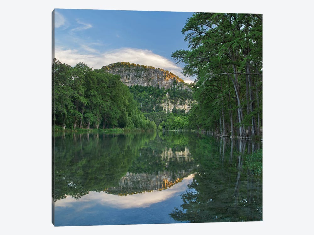 Bald Cypress Trees Along River, Frio River, Old Baldy Mountain, Garner State Park, Texas by Tim Fitzharris 1-piece Canvas Artwork