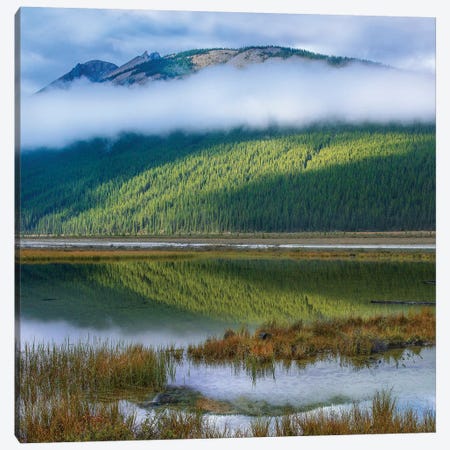 Beauty Creek, Winston Churchill Range, Jasper National Park Canvas Print #TFI1261} by Tim Fitzharris Canvas Print