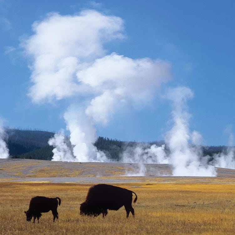 Bison And Calf Near Fountain Paint Pot, Yellowstone National Park, Wyoming