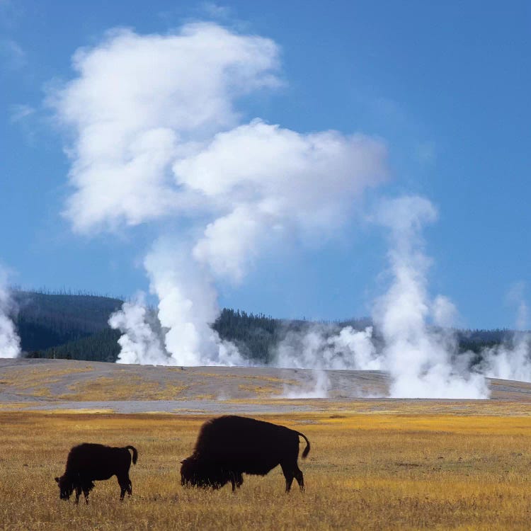 Bison And Calf Near Fountain Paint Pot, Yellowstone National Park, Wyoming by Tim Fitzharris wall art