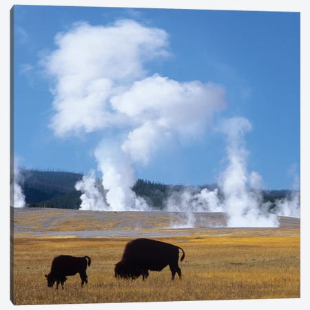 Bison And Calf Near Fountain Paint Pot, Yellowstone National Park, Wyoming Canvas Print #TFI1262} by Tim Fitzharris Canvas Print