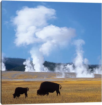 Bison And Calf Near Fountain Paint Pot, Yellowstone National Park, Wyoming Canvas Art Print - Yellowstone National Park Art