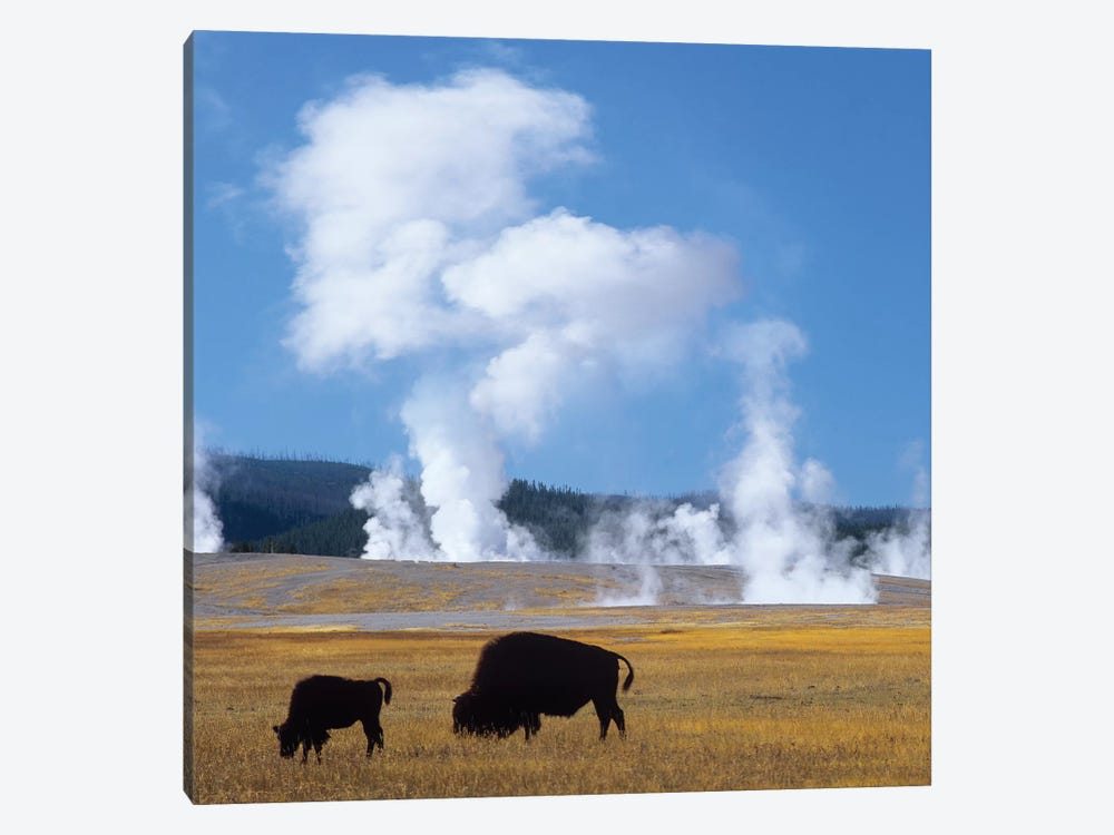 Bison And Calf Near Fountain Paint Pot, Yellowstone National Park, Wyoming by Tim Fitzharris 1-piece Canvas Artwork