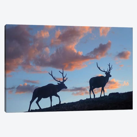 Bull Elk, Rocky Mountain National Park, Colorado Canvas Print #TFI1264} by Tim Fitzharris Canvas Wall Art