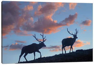 Bull Elk, Rocky Mountain National Park, Colorado Canvas Art Print - Rocky Mountain National Park Art