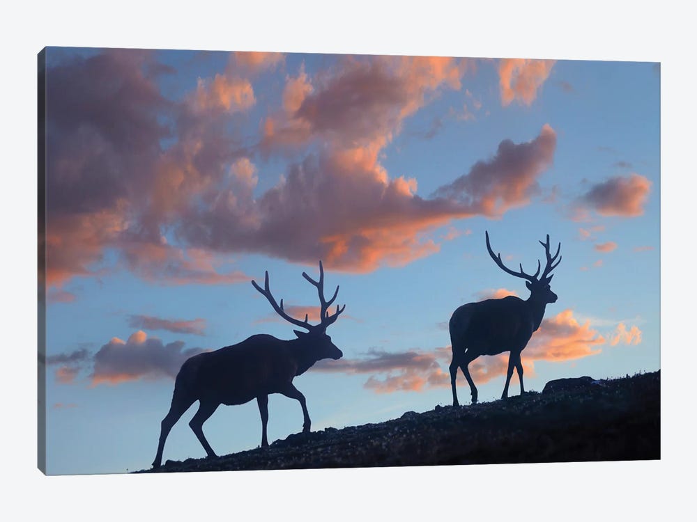 Bull Elk, Rocky Mountain National Park, Colorado by Tim Fitzharris 1-piece Canvas Wall Art