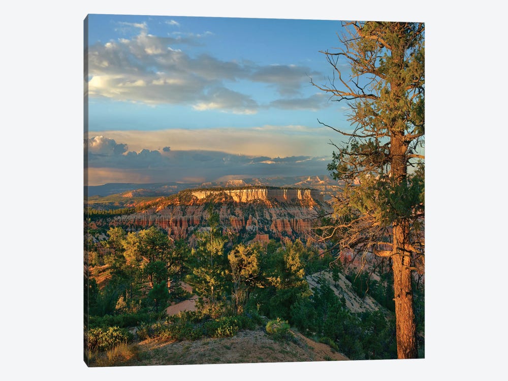 Butte, Bryce Canyon National Park, Utah by Tim Fitzharris 1-piece Canvas Print