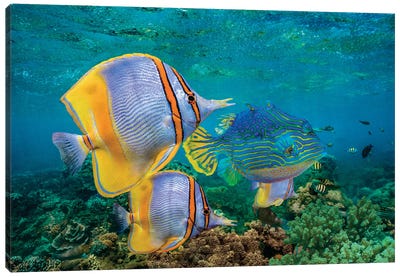 Butterflyfish And Horned Boxfish, Coral Coast, Australia Canvas Art Print - Fish Art