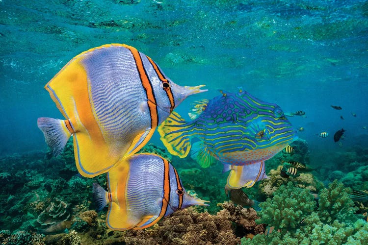 Butterflyfish And Horned Boxfish, Coral Coast, Australia