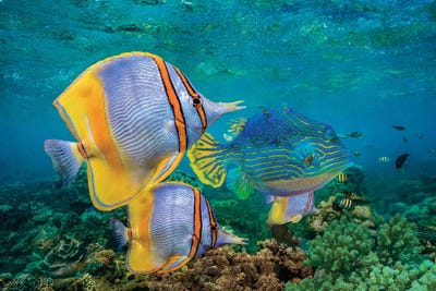 Western Australia