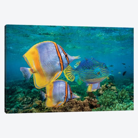 Butterflyfish And Horned Boxfish, Coral Coast, Australia Canvas Print #TFI1266} by Tim Fitzharris Canvas Art