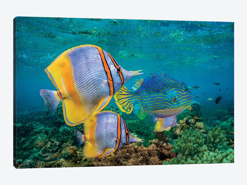 Butterflyfish And Horned Boxfish, Coral Coast, Australia by Tim Fitzharris 1-piece Canvas Art