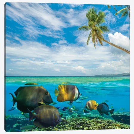 Butterflyfish, Siquijor Island, Philippines Canvas Print #TFI1270} by Tim Fitzharris Canvas Wall Art