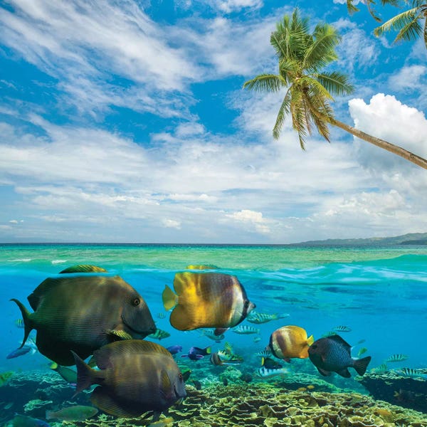 Philippines: Butterflyfish, Siquijor Island, Philippines by Tim Fitzharris