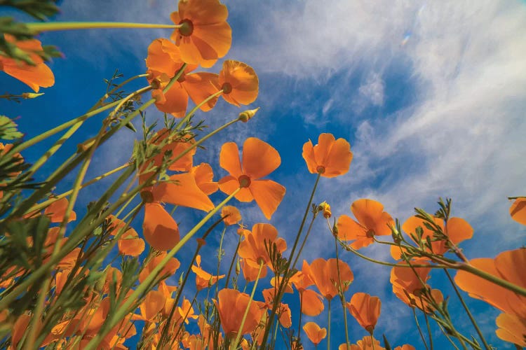 California Poppies In Spring Bloom, Lake Elsinore, California