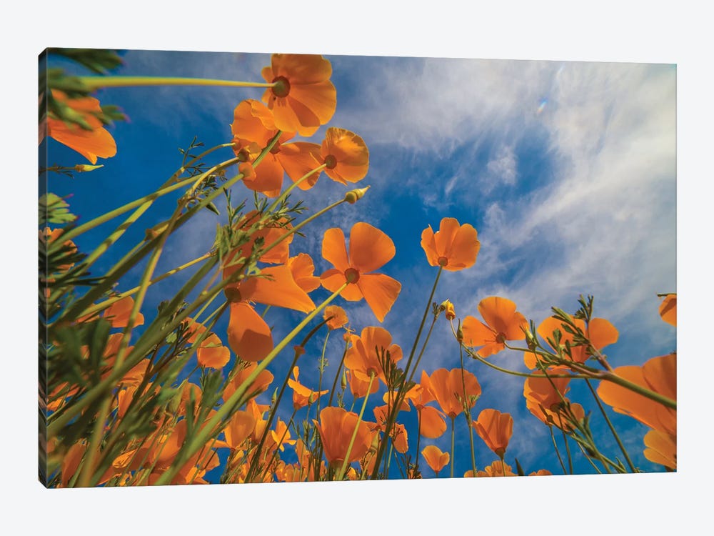 California Poppies In Spring Bloom, Lake Elsinore, California by Tim Fitzharris 1-piece Canvas Art