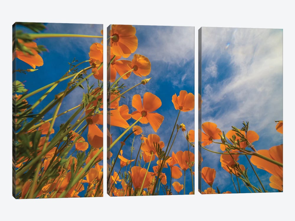 California Poppies In Spring Bloom, Lake Elsinore, California by Tim Fitzharris 3-piece Canvas Art