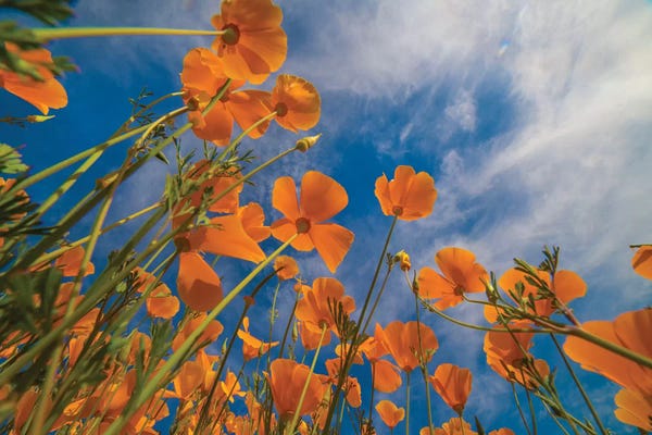 Poppies: California Poppies In Spring Bloom, Lake Elsinore, California by Tim Fitzharris