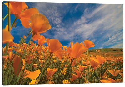 California Poppies In Spring Bloom, Lake Elsinore, California Canvas Art Print - Wildflowers