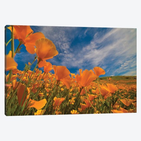 California Poppies In Spring Bloom, Lake Elsinore, California Canvas Print #TFI1272} by Tim Fitzharris Canvas Artwork