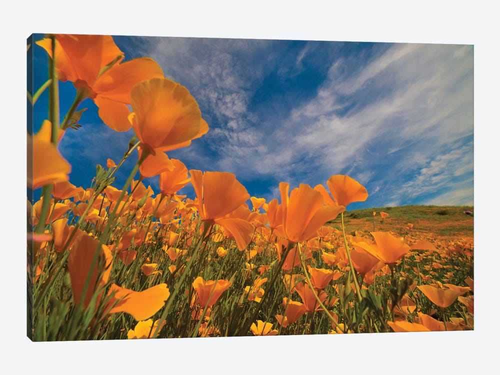 California Poppies In Spring Bloom, Lake Elsinore, California by Tim Fitzharris 1-piece Canvas Print