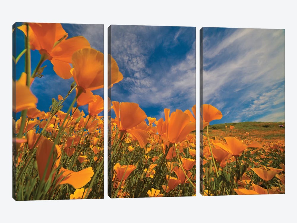 California Poppies In Spring Bloom, Lake Elsinore, California by Tim Fitzharris 3-piece Canvas Art Print
