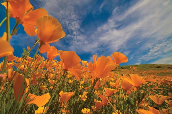 Wildflowers: California Poppies In Spring Bloom, Lake Elsinore, California by Tim Fitzharris