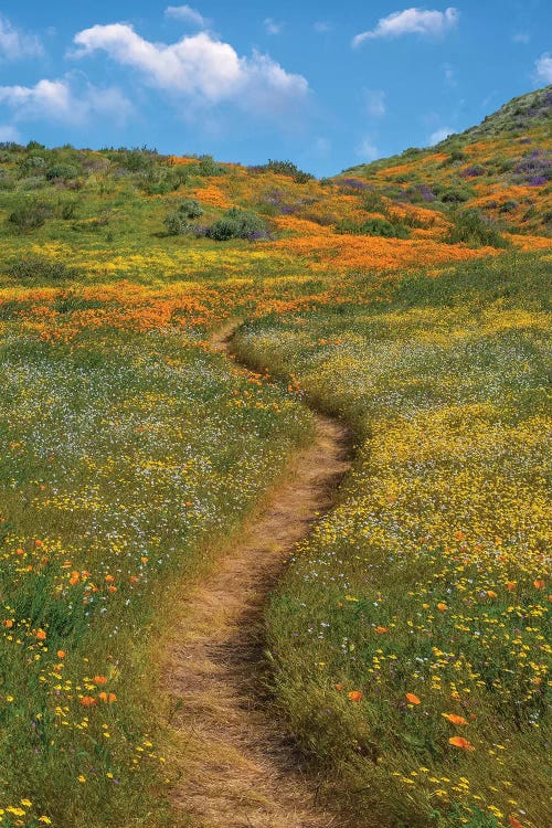 California Poppy, Desert Bluebell And Wildflower Spring Bloom, Diamond Valley Lake, California