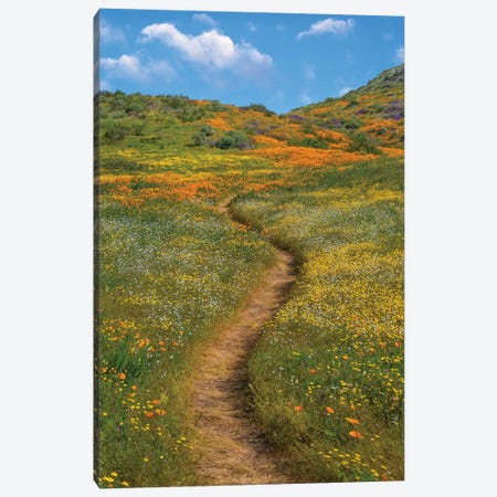 California Poppy, Desert Bluebell And Wildflower Spring Bloom, Diamond Valley Lake, California Canvas Print #TFI1274} by Tim Fitzharris Art Print