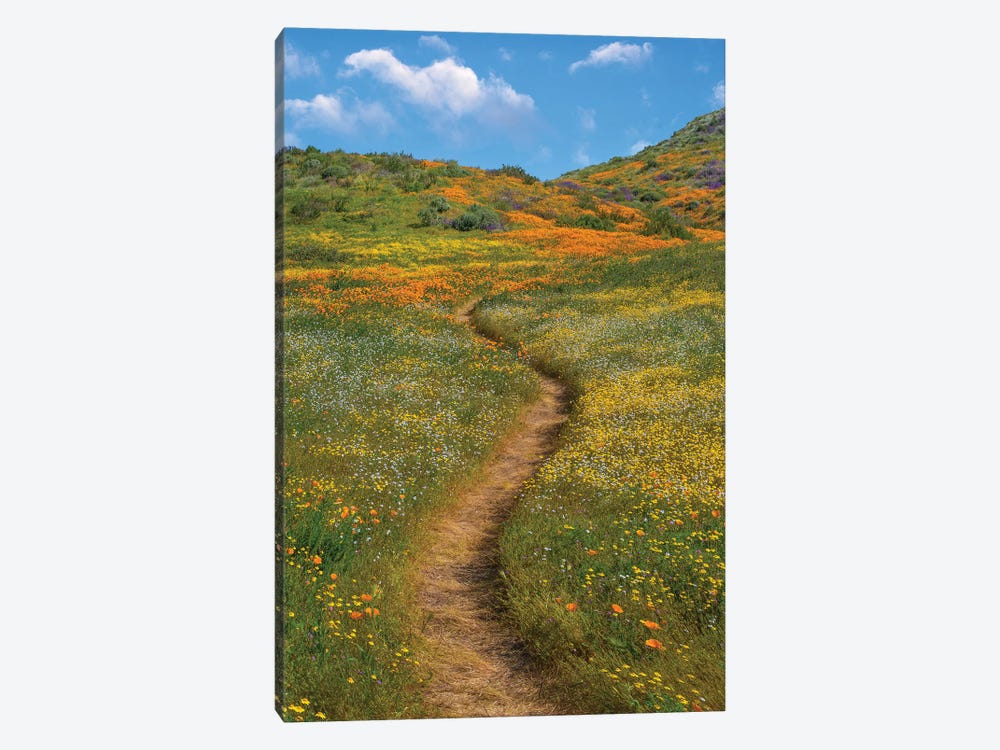 California Poppy, Desert Bluebell And Wildflower Spring Bloom, Diamond Valley Lake, California by Tim Fitzharris 1-piece Art Print