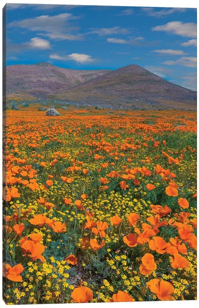 California Poppy, Superbloom, Antelope Valley, California Canvas Art Print - Poppy Art