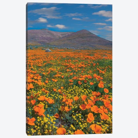 California Poppy, Superbloom, Antelope Valley, California Canvas Print #TFI1275} by Tim Fitzharris Canvas Print