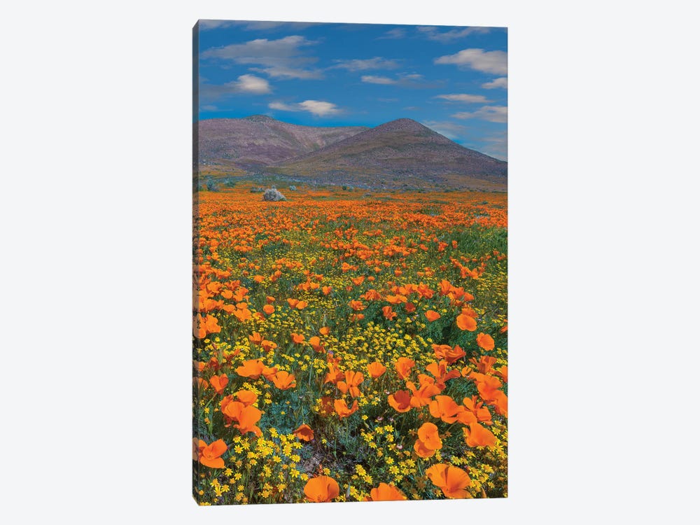 California Poppy, Superbloom, Antelope Valley, California by Tim Fitzharris 1-piece Canvas Artwork