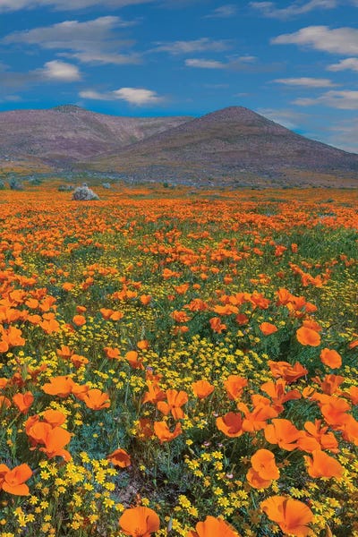 Hillsides: California Poppy, Superbloom, Antelope Valley, California by Tim Fitzharris