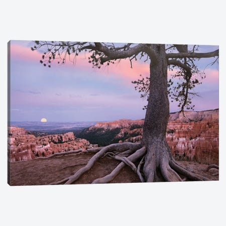 Conifer And Moon, Bryce Canyon National Park, Utah Canvas Print #TFI1294} by Tim Fitzharris Canvas Print