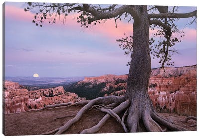Conifer And Moon, Bryce Canyon National Park, Utah Canvas Art Print - Bryce Canyon National Park