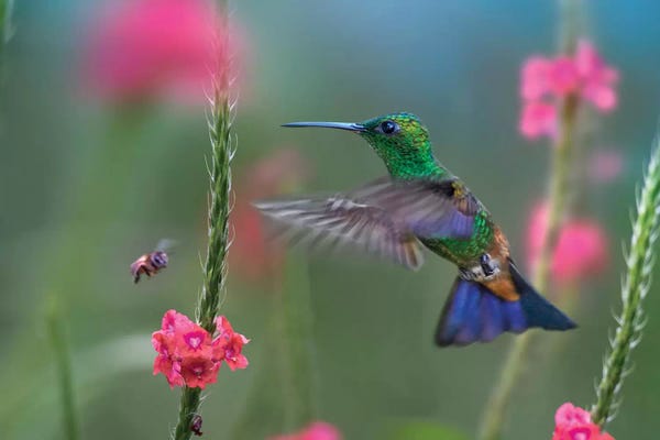 Hummingbirds: Copper-Rumped Hummingbird, Trinidad by Tim Fitzharris