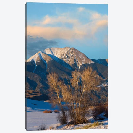 Cottonwoods In Winter, Mount Herard, Great Sand Dunes National Park, Colorado Canvas Print #TFI1300} by Tim Fitzharris Canvas Art