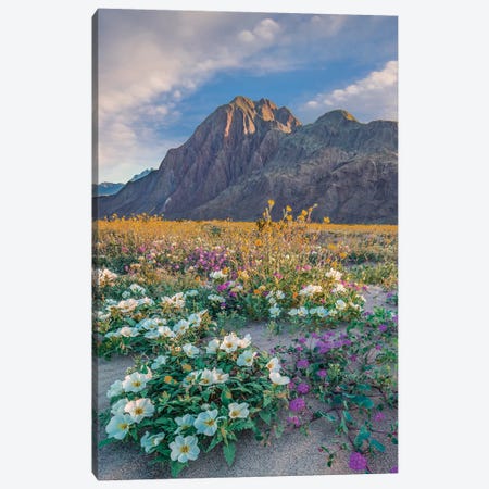 Desert Sand Verbena, Desert Sunflower, And Desert Lily Spring Bloom, Anza-Borrego Desert State Park, California Canvas Print #TFI1306} by Tim Fitzharris Art Print