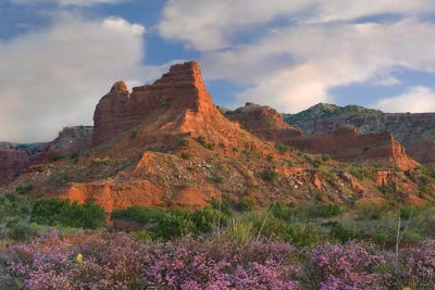 Feather Dalea, Caprock Canyons State Park, Texas by Tim Fitzharris framed wall art