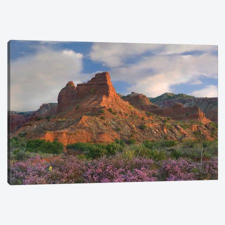 Feather Dalea, Caprock Canyons State Park, Texas Canvas Print #TFI1319} by Tim Fitzharris Art Print