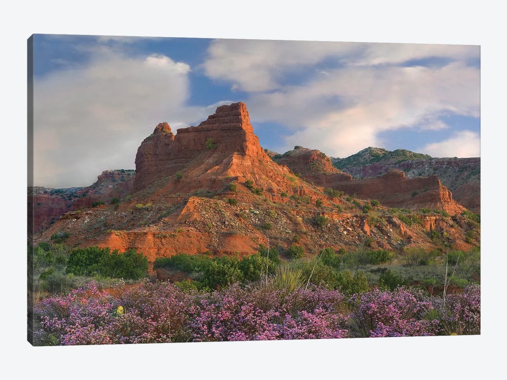 Feather Dalea, Caprock Canyons State Park, Texas by Tim Fitzharris 1-piece Canvas Print